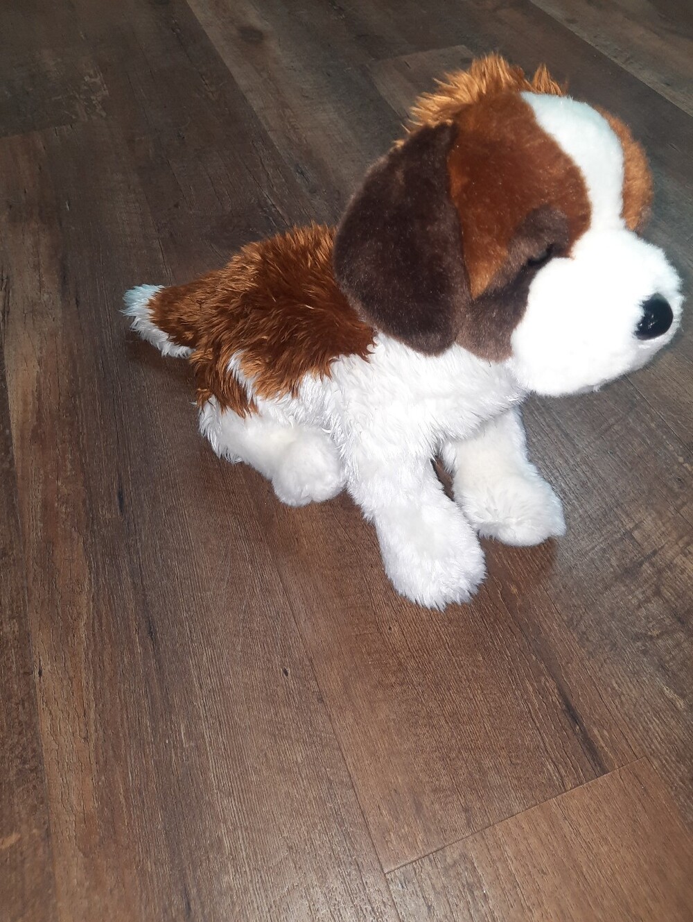 Douglas Oma The Saint Bernard